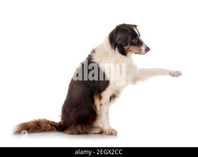 Australian shepherd in front of white background Banque D'Images