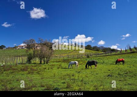 3 chevaux paître sur un vignoble rural à flanc de colline, sur une journée ensoleillée ciel bleu nuages éparpillés, en février, Santa Rosa, Sonoma County, Californie. Banque D'Images