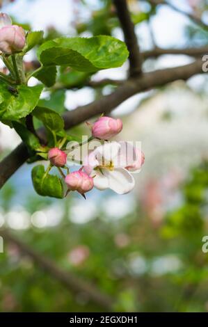 floraison de jeunes fleurs de pomme . Photo de haute qualité Banque D'Images
