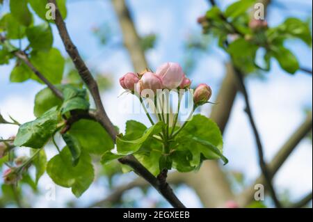floraison de jeunes fleurs de pomme . Photo de haute qualité Banque D'Images