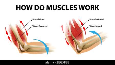 Illustration du processus de mouvement du muscle du bras (Biceps et Triceps) Illustration de Vecteur