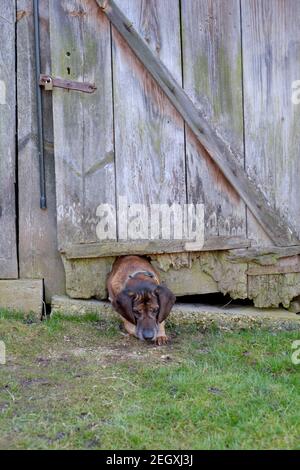 un chien de hanovre qui s'enpression dans un trou au fond de une porte d'extérieur en bois du comté de zala hongrie Banque D'Images