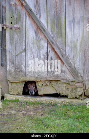 un chien de hanovre qui traverse un trou au fond une porte d'extérieur en bois du comté de zala hongrie Banque D'Images