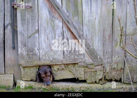 un chien de hanovre qui s'enpression dans un trou au fond de une porte d'extérieur en bois du comté de zala hongrie Banque D'Images