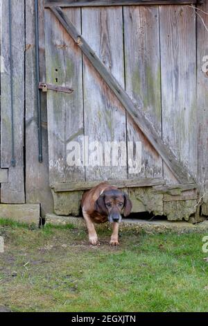 un chien de hanovre qui s'enpression dans un trou au fond de une porte d'extérieur en bois du comté de zala hongrie Banque D'Images