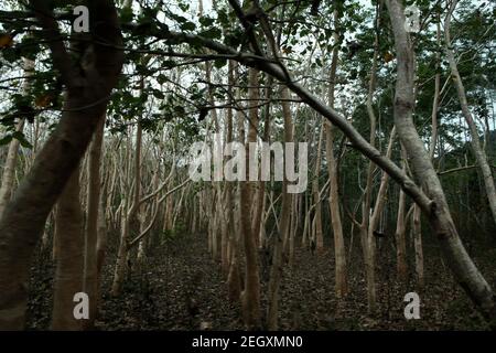 Forêt de feuillus de teck à Sumba, une île de l'est de l'Indonésie où la sécheresse frappe régulièrement. Banque D'Images