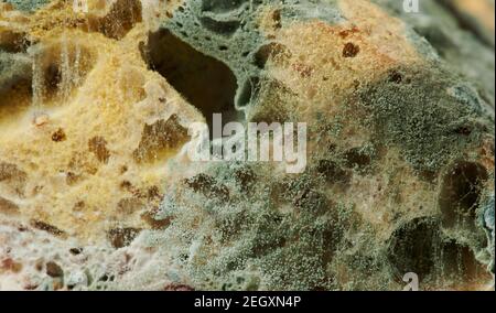 Gros plan sur les spores de champignons sur le pain Banque D'Images