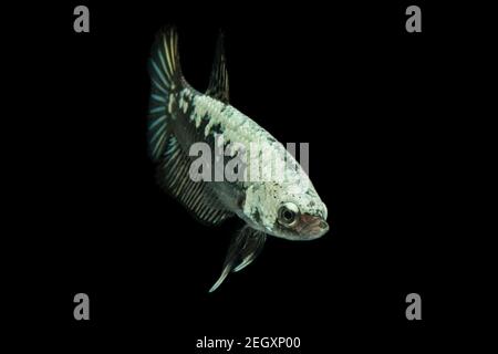 Betta Black Samurai Halfmoon Plakat luttant contre les splendens de poissons sur fond noir. Banque D'Images