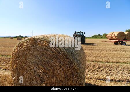 Paille pressée dans des balles de paille sur un champ de blé récolté, qui est chargé sur la remorque pour le transport Banque D'Images