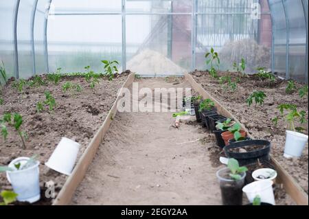 plantation de jeunes tomates dans une serre. Photo de haute qualité Banque D'Images