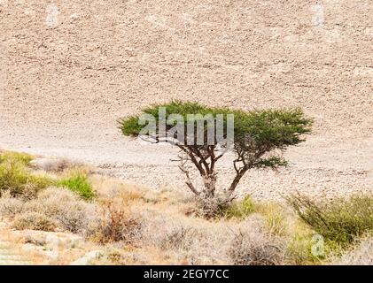 Paysage du désert d'Uvda. L'acacia seul survivant dans le paysage aride Uvda est le nom d'une région dans le désert du Negev méridional, directement au nord de E Banque D'Images