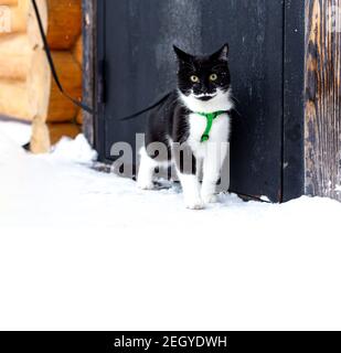 Portrait d'un jeune beau chat noir et blanc regardant dans les yeux jaunes. Banque D'Images