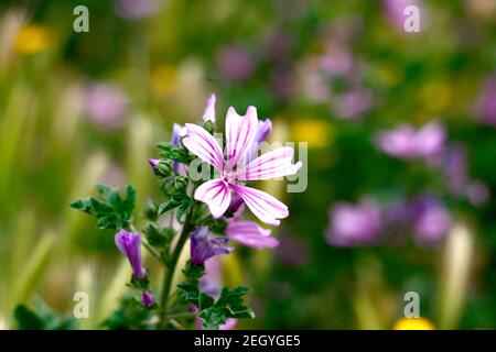 Fleur Phlox susubulata Candy Stripe Banque D'Images