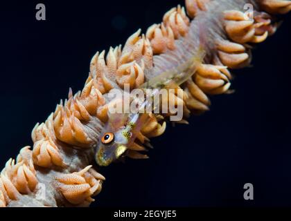 Photo macro d'un goby de Seawhip (Bryaninops yongei) perchée sur le corail entre les polypes de corail Banque D'Images