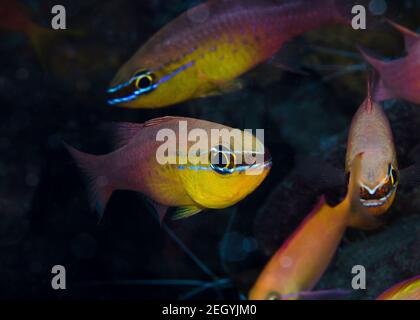 Gros plan sur le poisson cardinal à dents courtes (cardinalfish Goldbelly) Banque D'Images