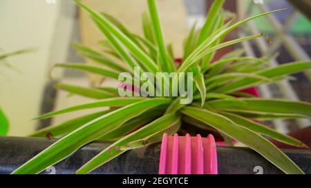 Jardinière ou pot rose avec plantes à fleurs vertes sur le balcon. Pots de fleurs suspendus sur la rambarde sur une terrasse Banque D'Images