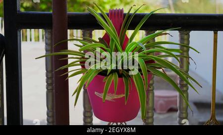 Jardinière ou pot rose avec plantes à fleurs vertes sur le balcon. Pots de fleurs suspendus sur la rambarde sur une terrasse Banque D'Images