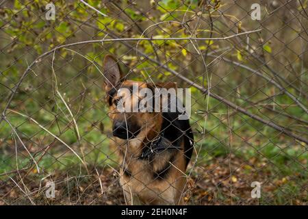 Berger allemand derrière la cage avec un arrière-plan d'arbres et d'herbe regarde dans un appareil photo. Animal, chien, animal de compagnie, ami. Banque D'Images