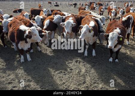 Bovins Hereford Banque D'Images