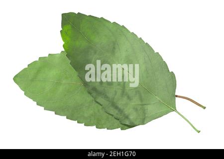 Feuilles de rama tulsi aplaties séchées (Ocimum tenuiflorum), isolées, vue de dessus Banque D'Images