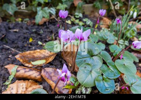 Vue rapprochée d'un petit coum de cyclamen magenta délicat avec des feuilles rondes en fleur, qui pousse dans un jardin en hiver à Surrey, dans le sud-est de l'Angleterre Banque D'Images