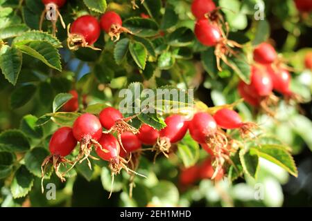 Des petits pains de fruits rouges de la hanche vibrants mûrissent sur le Arbres Banque D'Images