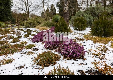 Violet Erica x darleyensis 'Lena' fleurit dans la neige dans le paysage chiné de Howard's Field au RHS Garden, Wisley, Surrey en hiver Banque D'Images