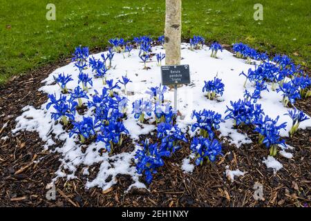 Blue Iris reticulata 'Harmony' poussant dans la neige à RHS Garden, Wisley, Surrey en hiver Banque D'Images