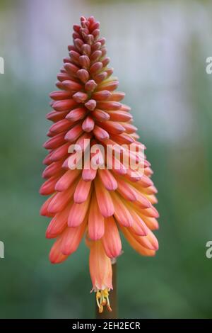 Motif de fleurs en gros plan Kniphofia. Kniphofia uvaria. Fleur de nénuphars. Banque D'Images