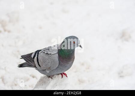 Oiseau de pigeon isolé sur la neige en hiver après une grosse chute de neige, gros plan Banque D'Images