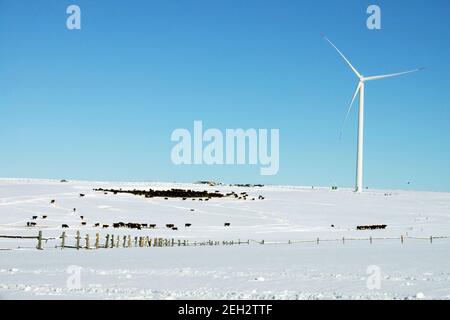 Paysage hivernal recouvert de neige avec éolienne, vaches sur la technologie des pâturages en milieu rural Banque D'Images