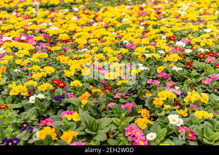 Primula fleurs avec des feuilles de plusieurs couleurs en vente de la serre Banque D'Images