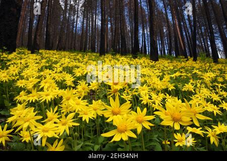 Arnica à feuilles de coeur poussant dans une forêt de conifères deux ans après 2017 feu de fourche ouest. Forêt nationale de Kootenai, Montana. (Photo de Randy Beacham) Banque D'Images