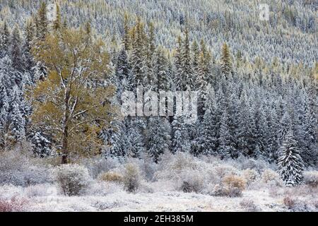 Vallée de Yaak après une tempête de neige en automne. Forêt nationale de Kootenai, nord-ouest du Montana. (Photo de Randy Beacham) Banque D'Images