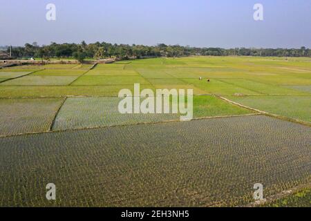 Khulna, Bangladesh - 04 février 2021 : vue aérienne du champ de paddy vert de Paikgacha à Khulna, Bangladesh. Environ 60 pour cent de la population i Banque D'Images