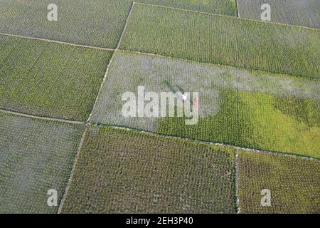 Khulna, Bangladesh - 04 février 2021 : vue aérienne du champ de paddy vert de Paikgacha à Khulna, Bangladesh. Environ 60 pour cent de la population i Banque D'Images