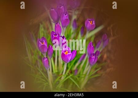 Édimbourg, Écosse, Royaume-Uni. Crocus fleurir dans le jardin domestique montrant des signes de couleur de bienvenue et que le printemps sera bientôt ici après la neige la semaine dernière et de fortes pluies de nuit et ce matin. Température de 11 degrés C. Crocus est un genre de plantes à fleurs de la famille des iris comprenant 90 espèces de plantes vivaces provenant de cormes. Classification plus élevée : Crocoideae. Famille: Iridaceae. Photo d'un groupe de fleurs photographiées avec un filtre de mise au point souple sur les bords de l'objectif de l'appareil photo. Crédit : Arch White/Alamy Live News. Banque D'Images