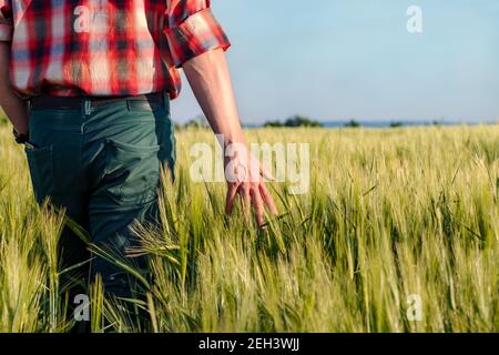 Un agriculteur ou un agronome vérifie la récolte de blé avant la récolte. Les grains de blé mûrissent en contact avec la main au début de l'été. Gros plan. Banque D'Images