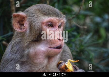 Macaque singe mangeant la banane en inde macaque singe nourrissant en jungle indienne Banque D'Images