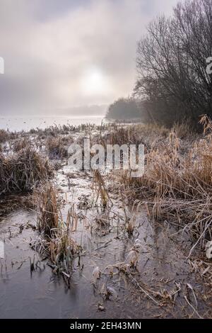 Ravensthorpe, Northamptonshire, Royaume-Uni - 7 janvier 2021 : le soleil du matin brille à travers la brume sur les roseaux couverts de gel émergeant de l'eau gelée. Banque D'Images