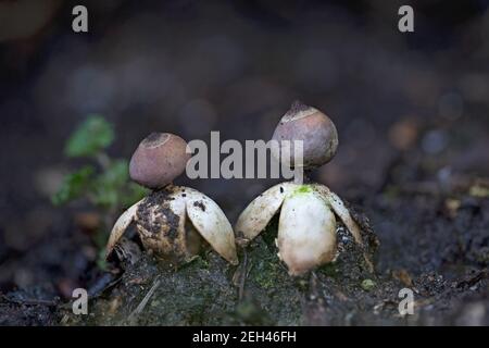 Earthstar espèce champignon (Geastrum britannicum) Banque D'Images