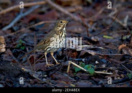 Grive musicienne (Turdus philomelos) Banque D'Images