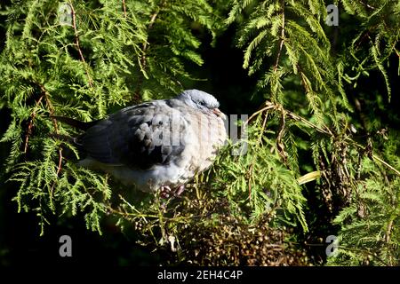 Jeune Woodpigeon (Columba palumbus) reposant dans un sapin Banque D'Images