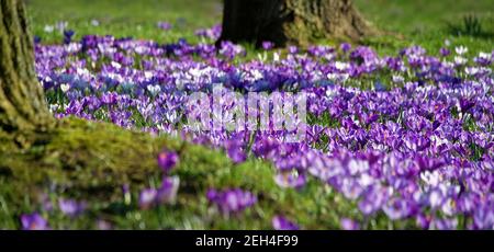 Prairie printanière avec crocuses pourpres Banque D'Images