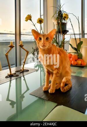 Chat rouge oriental assis sur la table devant la fenêtre. Banque D'Images