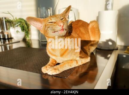 Portrait de chat rouge oriental avec un sourire éclatant sur la table de cuisine. Banque D'Images