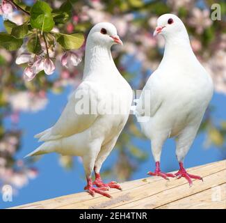 Deux pigeons blancs sur fond fleuri - pigeon impérial - ducula Banque D'Images