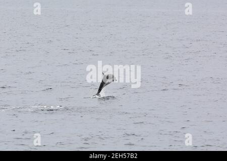 Dauphin à rayures, Stenella coeruleoalba, Blau-Weißer Delfin, Streifendelfin, csíkos delfin, Île de São Miguel, Açores, Açores, Portugal, Europe Banque D'Images