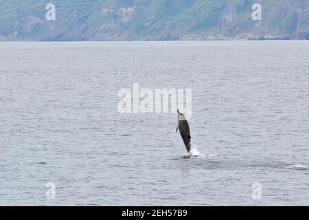 Dauphin à rayures, Stenella coeruleoalba, Blau-Weißer Delfin, Streifendelfin, csíkos delfin, Île de São Miguel, Açores, Açores, Portugal, Europe Banque D'Images