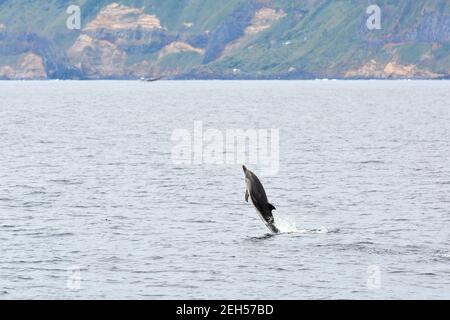 Dauphin à rayures, Stenella coeruleoalba, Blau-Weißer Delfin, Streifendelfin, csíkos delfin, Île de São Miguel, Açores, Açores, Portugal, Europe Banque D'Images